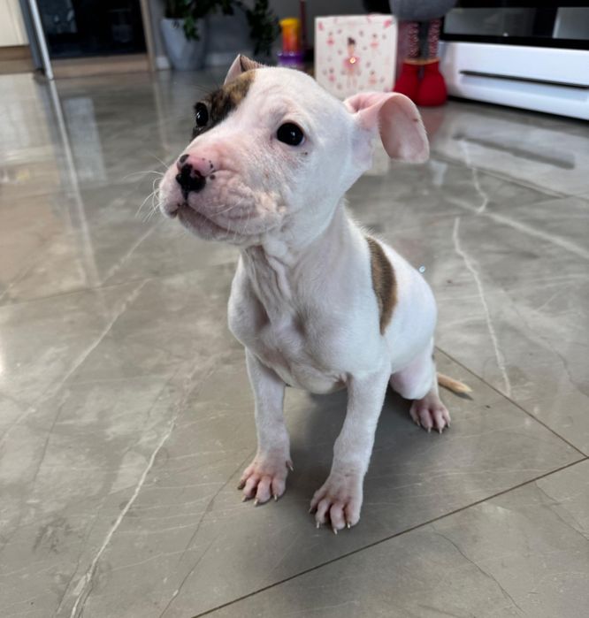 Suczka biała marengo pręgowana American Staffordshire Terrier (amstaf