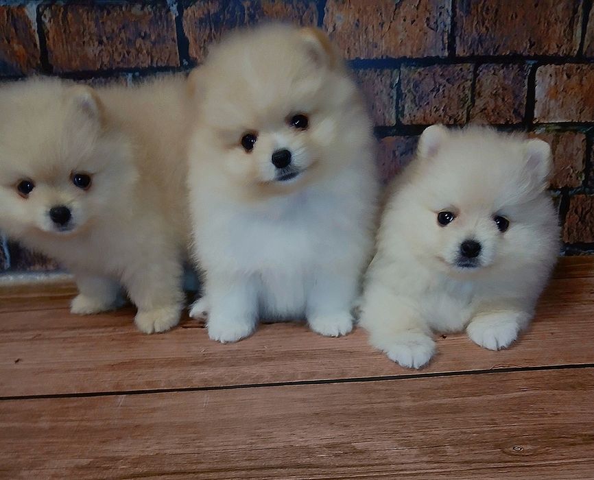 Помчики з офіційного розплідника