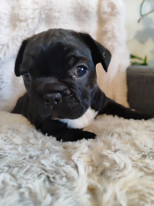 Buldog francuski dziewczynka