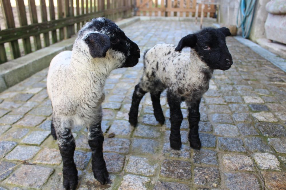 Ovelha sulfok com 3 crias