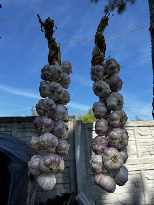 Warkicze czosnku - czosnek