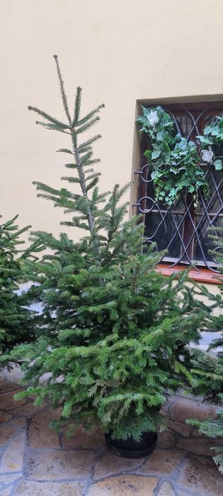 Choinki do ogrodu ,wysokie . Jodła kaukaska.