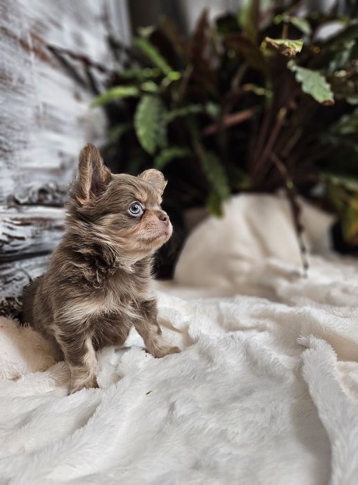 Chihuahua Zarezerwowany