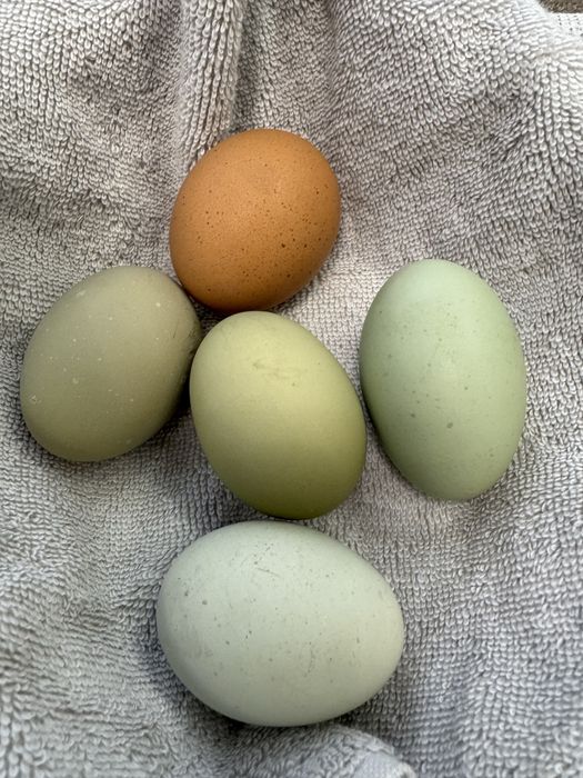 інкубаційні яйця