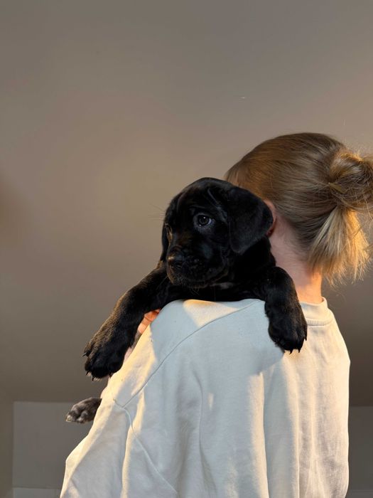 Szczeniak Cane Corso - Czarna Pręgowana - Suczka - Mocna budowa
