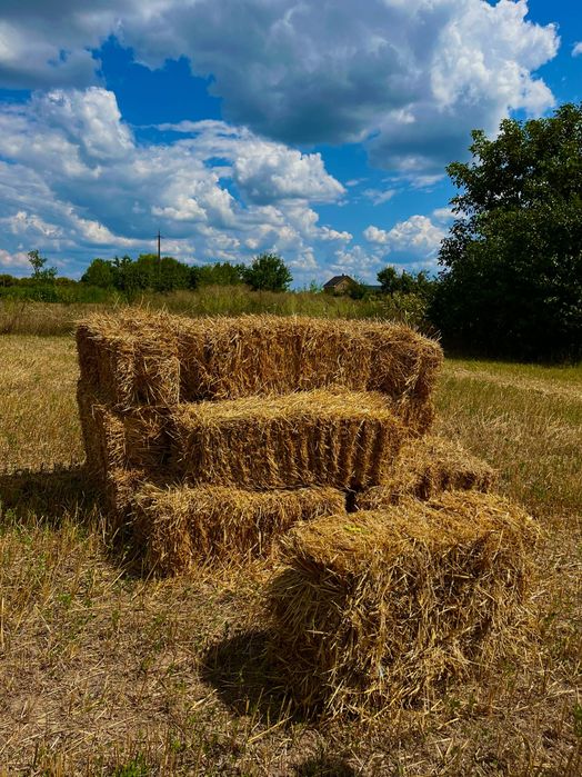 Ячна солома 2025 року