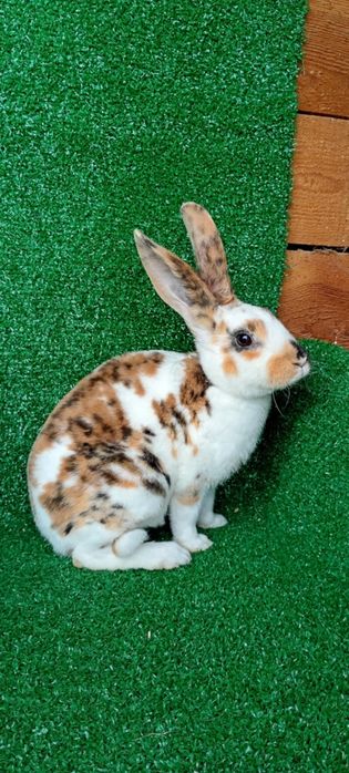 Rex reks trójbarwny oraz japoński samce samice