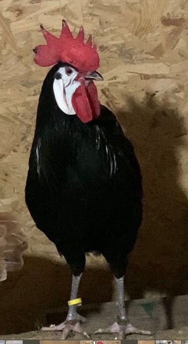 Інкубаційне яйце.Іспанські білолиці кури .