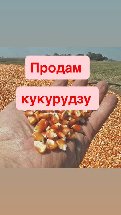 Кукурудза зі складу  Біла Церква