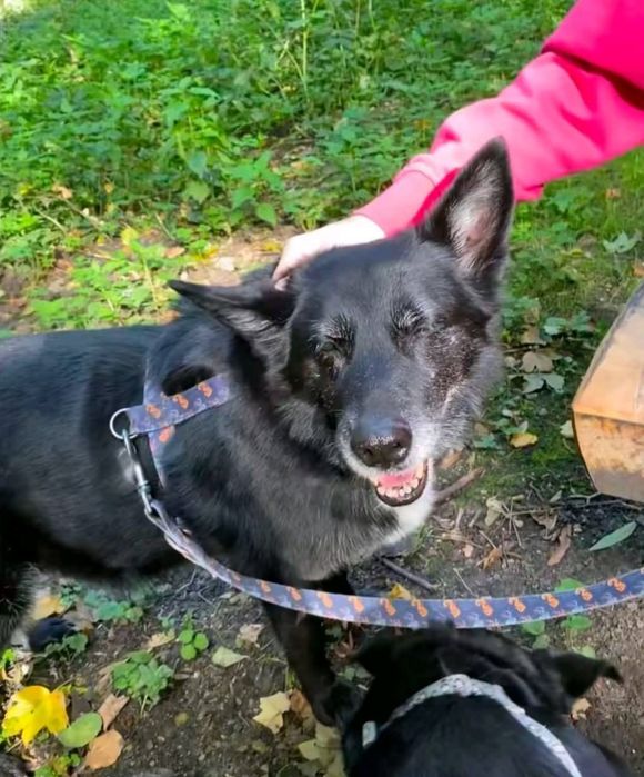 Saba, suczka szuka człowieka