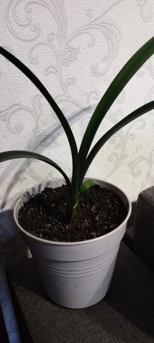 Комнатные цветы .