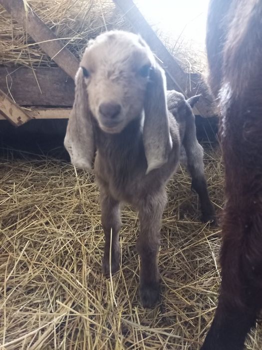 Продам нубо- камори 40 %