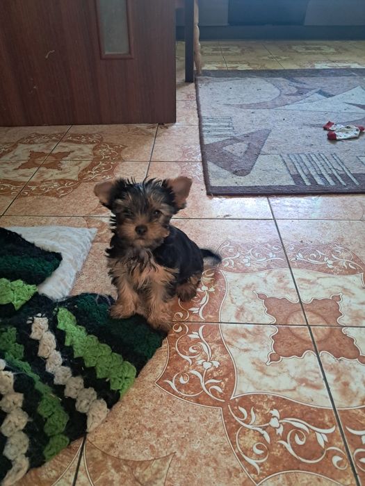 Продам  цуценя йорка.