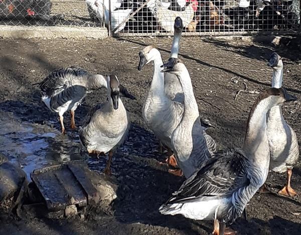 Casal gansos da guiné