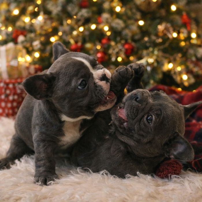 Чудові малята французята,хлопчики та дівчата