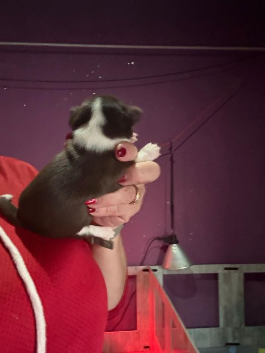 FEMEA menina chihuahua