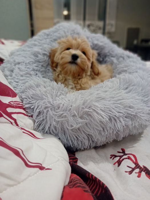 Maltipoo, maltańczyk, pudelek toy ,piesek rezerwacja k