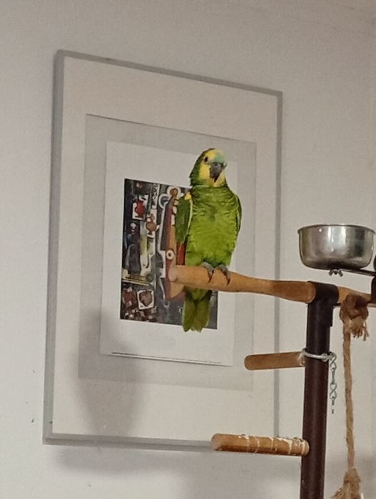 Fêmea Amazônia aestiva nova