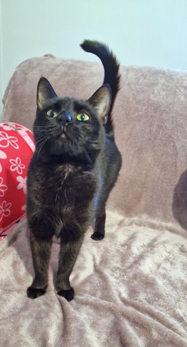 Dostojny kocurek Mandżaro do adopcji