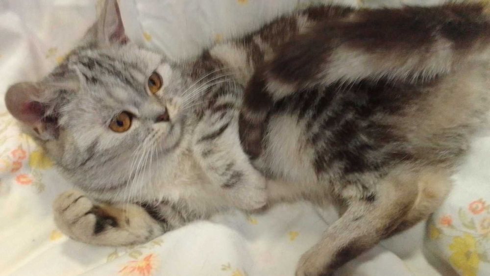 Шотландская кошка кiт