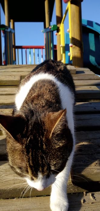 Zaginęła kotka!!! Platerów