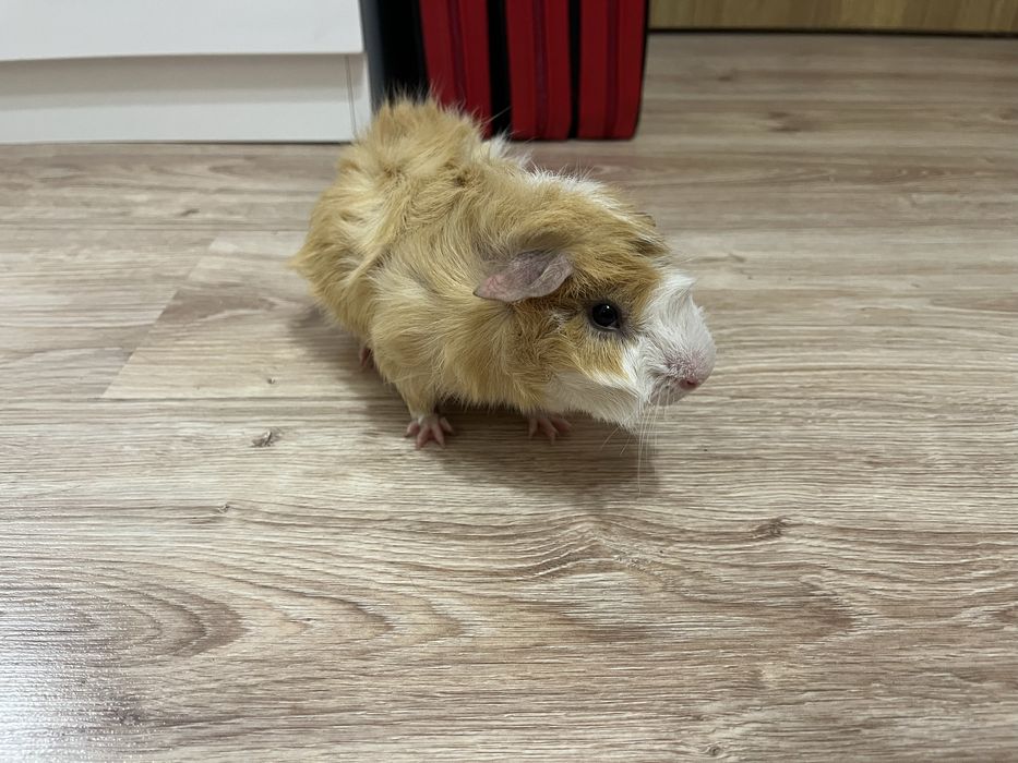 Świnka morska abisyńska - samiec