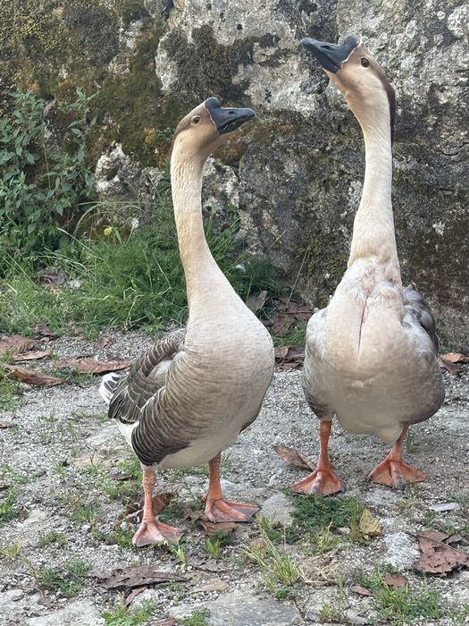 Gansa da Guine adulta