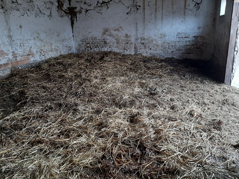 Obornik koński oddam