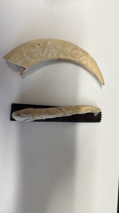 Dente de javali africano