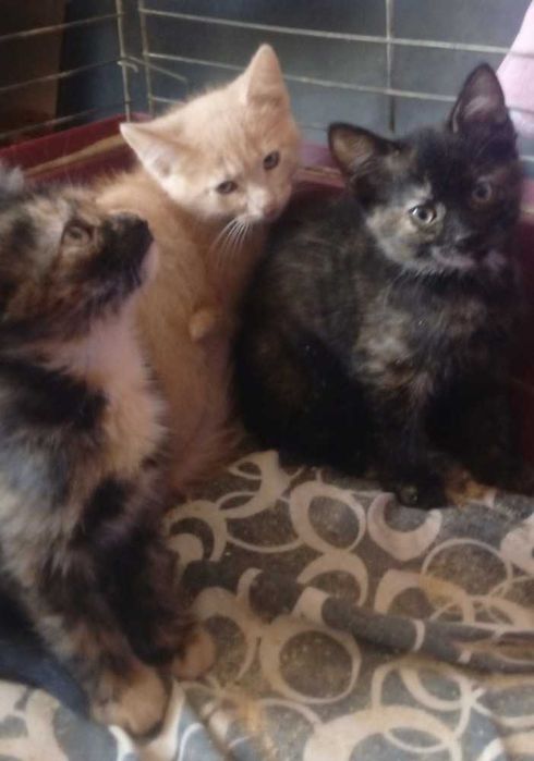 Котята в надёжные руки