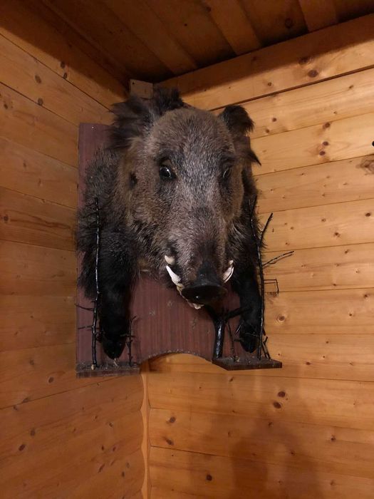 Чучело велитенського дикого секача кабана (чучело голова кабана)