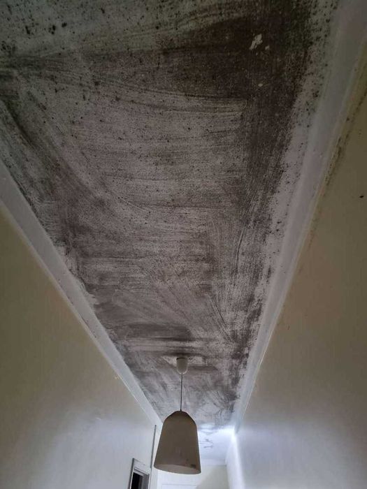 Remoção de Bolor em Paredes e Tetos | Resultado Visível