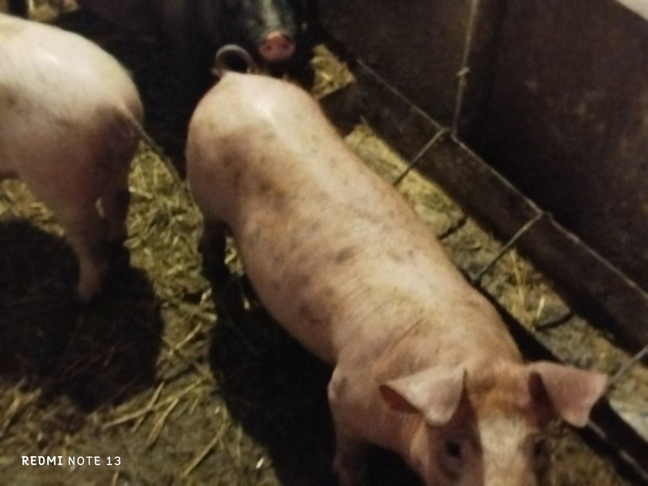 Поросята,вагою біля 25-30кг