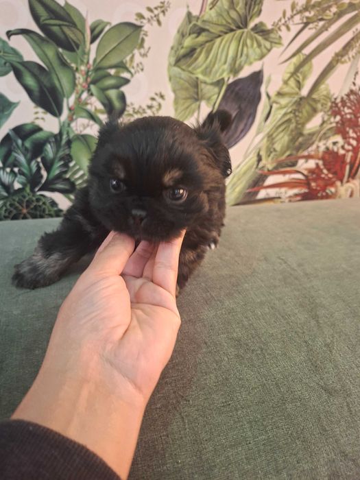 Pequines macho lindo