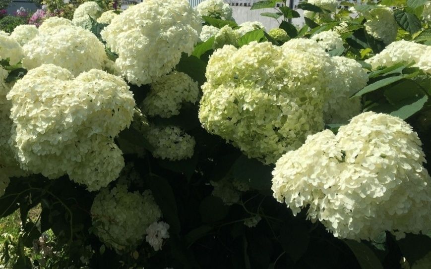 Продам різні багаторічні квіти та декоративні рослини,