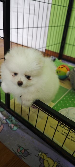Szpic miniaturowy, pomeranian - biały piesek