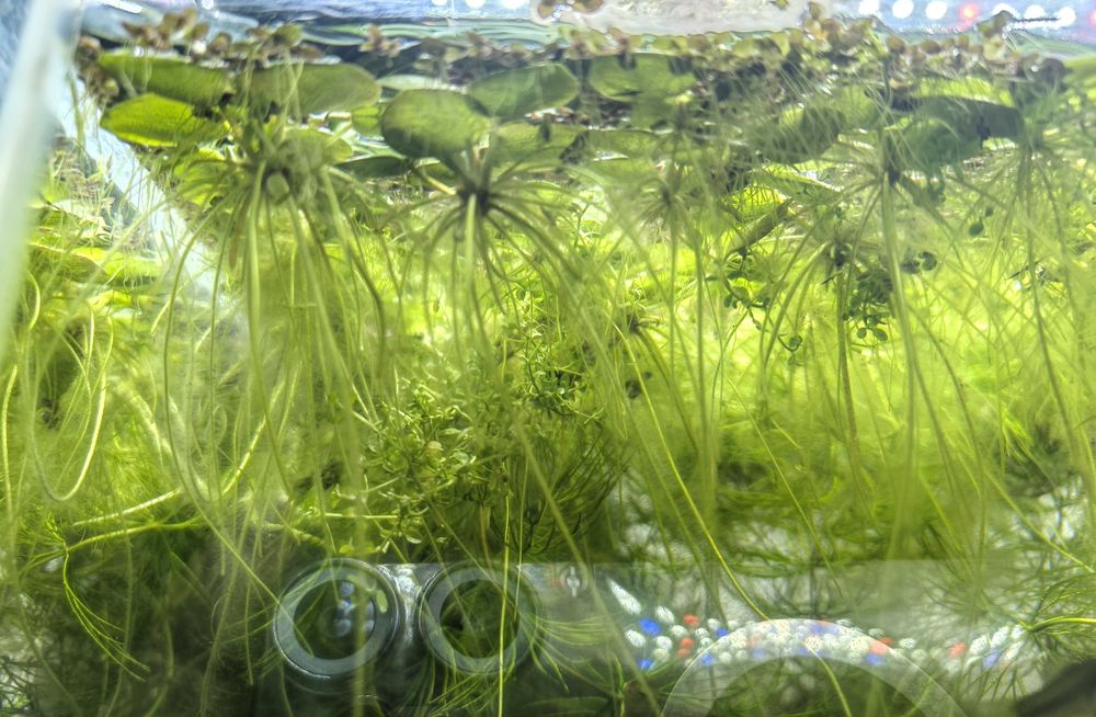 Limnobium + Rzęsa wodna  (zestaw 5 szt.)