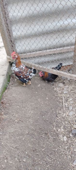 Американські кури