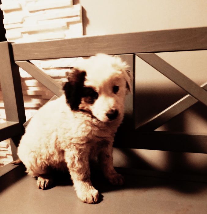 Piesek mix labrador border coli