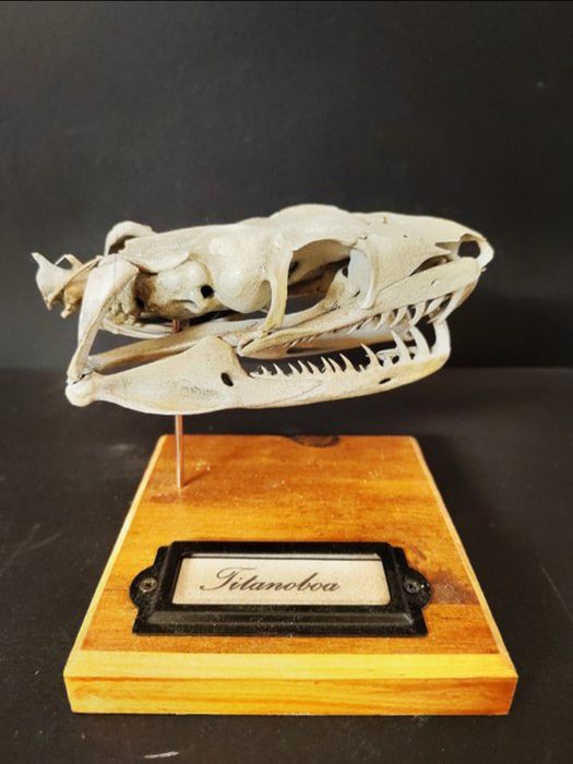 Jibóia titã Crânio- titanoboa