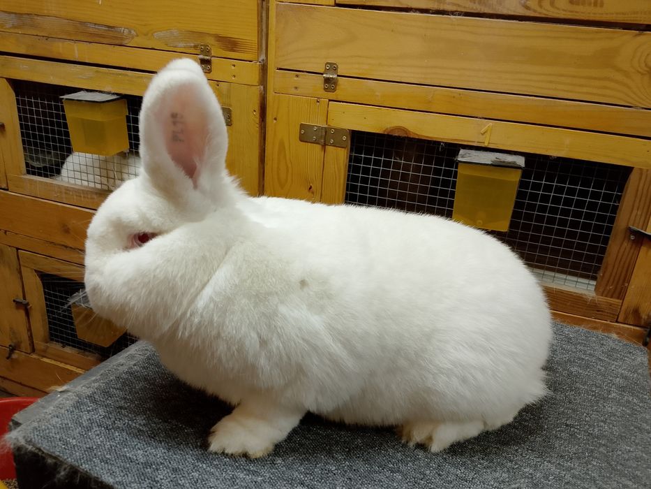 Samiec Nowozelandzki biały z rodowodem