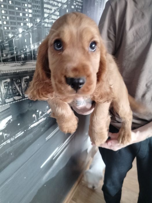 Cocker spaniel angielski