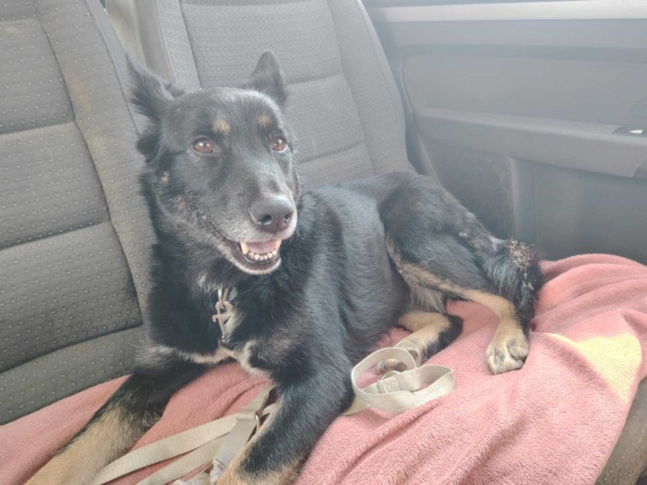 Lusia- piękna sunia szuka domu.