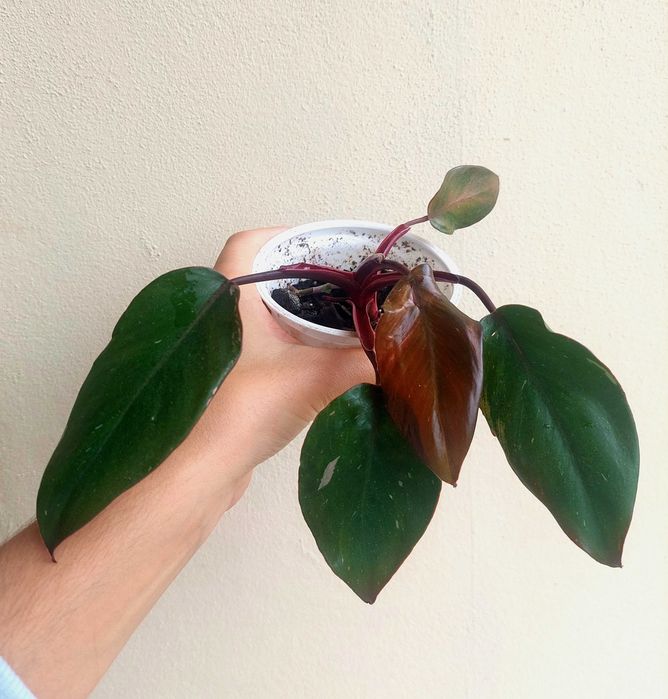 Planta Philodendron Pink Princess