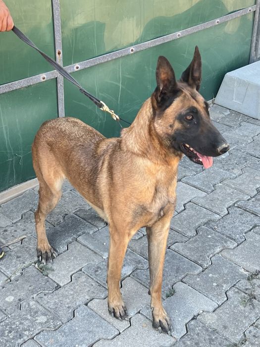 Pastor belga malinois top Mundial