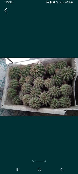 Детки кактуса недорого