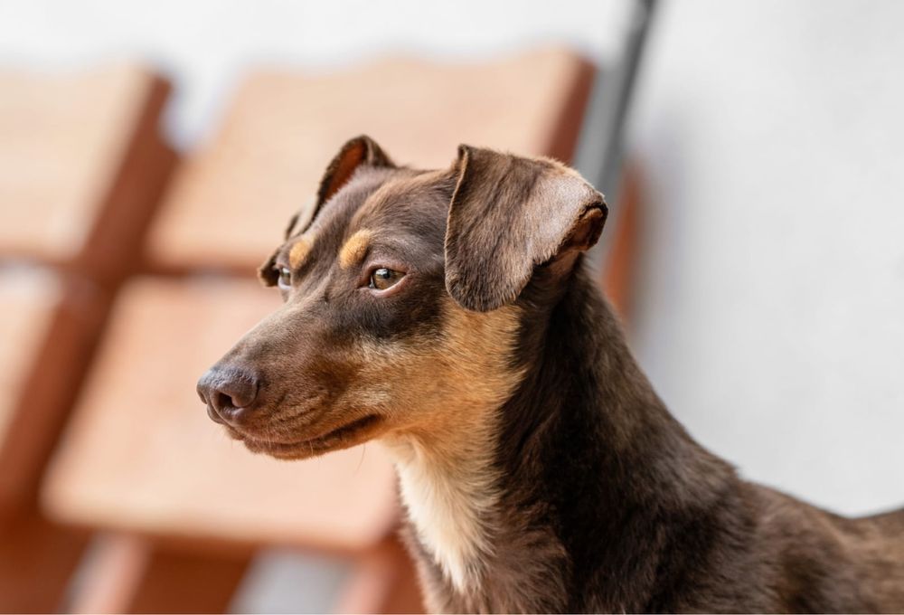 Tomasz czeka na najlepszy dom