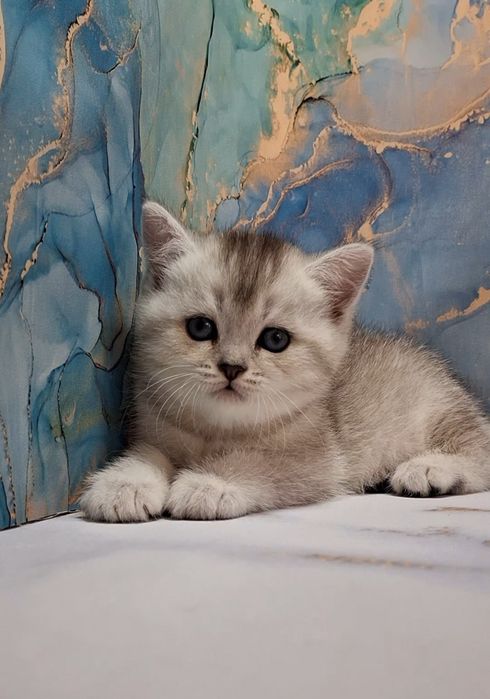 Игривые короткошерстные котята