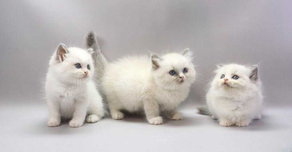 Коли вдома є регдолл — там завжди тепло