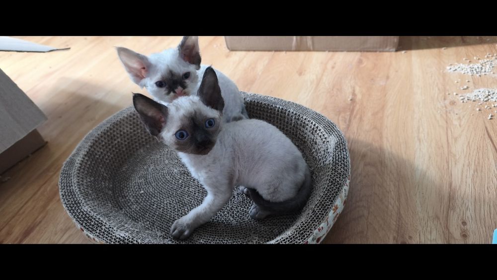 Девон- Рекс милі кошенята